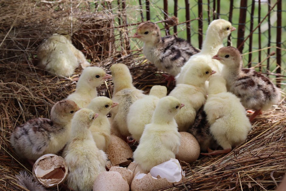 A quiet urban street in Hatch End with a narrow central road marked by white dashed lines and a small, rectangular red and brown traffic island in the foreground. The island is bounded by white dashed lines and has blue and white directional arrows, with yellow double lines running along the edges of the street. On the left side, there are residential buildings with brick and white facades, some with small front gardens bordered by black metal railings, and a large black traffic sign indicating 'GIVE WAY' with a roundabout symbol beneath. Several small trees with fresh green leaves are planted along the pavement, which is lined with street lamps and parked cars, including a white van behind the traffic island. On the right, there are commercial shops with signs, a white building with an ATM, and a parking meter, all set back from the road, with the sky overhead appearing overcast. The scene captures an area suitable for home relocation activities, with opportunities for furniture transport and loading process in the urban street environment, as visible from the parked vehicles and street layout. Man with Van Hatch End occasionally operates in this vicinity, providing removals services that involve careful packing, loading, and transit as part of house moving logistics.
